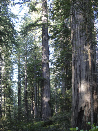 Cal-Oregon (1420) copy