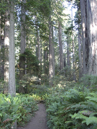 Cal-Oregon (1424) copy